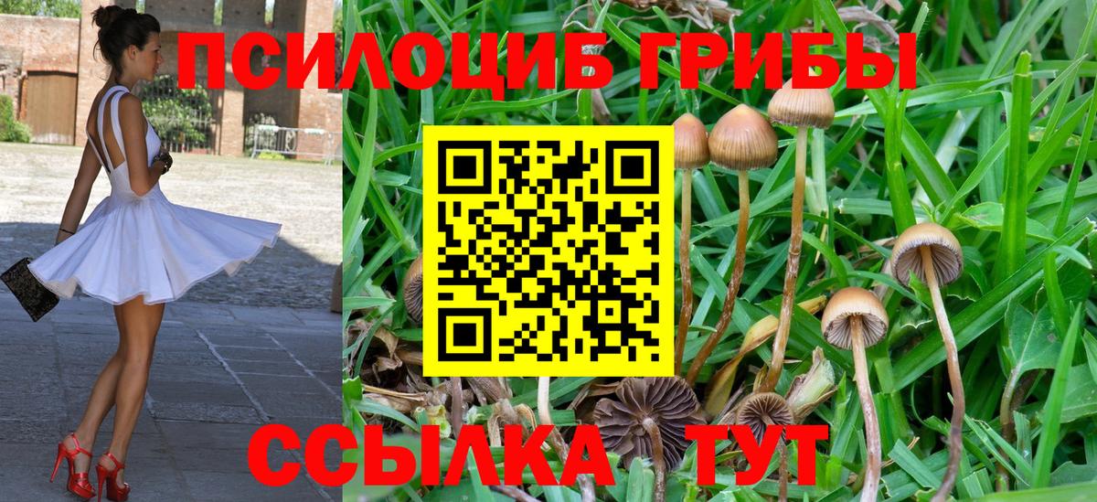 Дивногорск  магазин продажи   Псилоцибиновые грибы Psilocybine cubensis  Вход с VPN  Галлюциногенные грибы ЛСД 