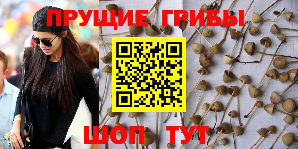 Псилоцибиновые грибы мухоморы Дивногорск